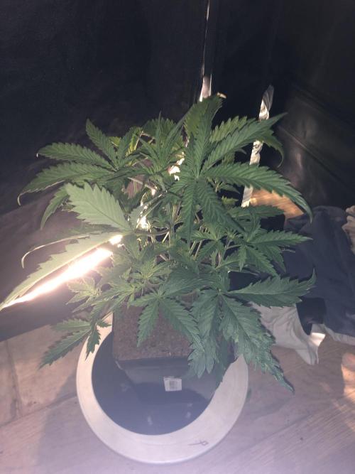 Clementine slush. Week 6