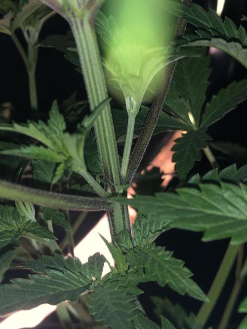 Clementine slush. Week 6