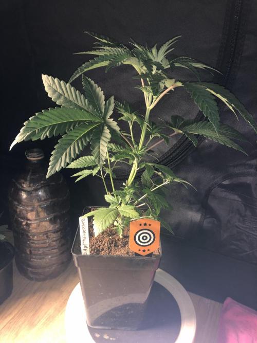 Pink gelato. Week 4