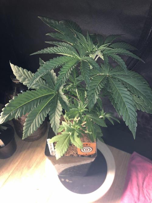 Pink gelato. Week 4