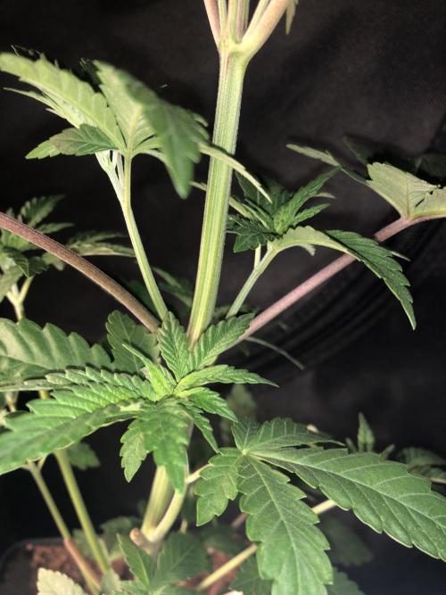 Pink gelato. Week 4