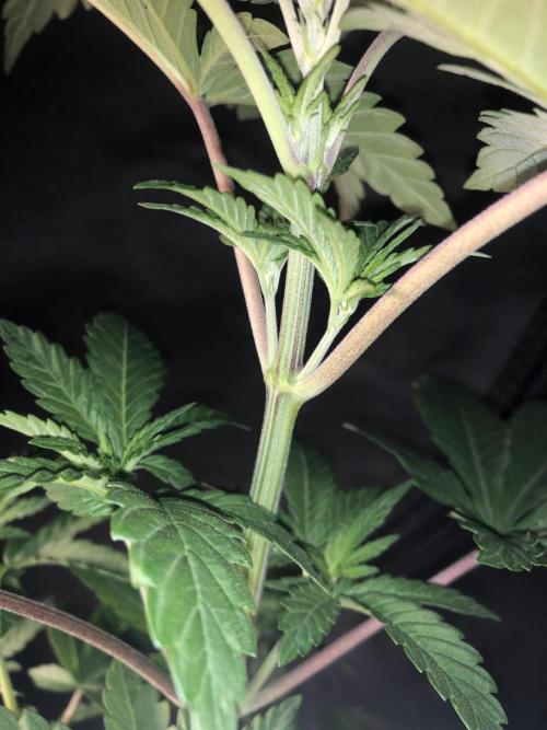 Pink gelato. Week 4