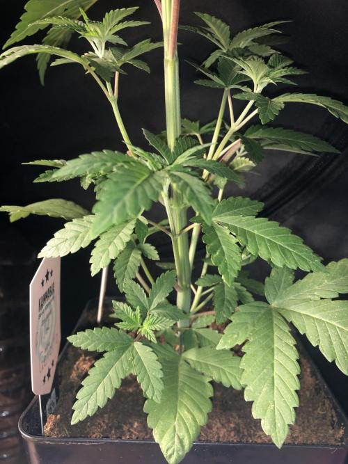 Pink gelato. Week 4