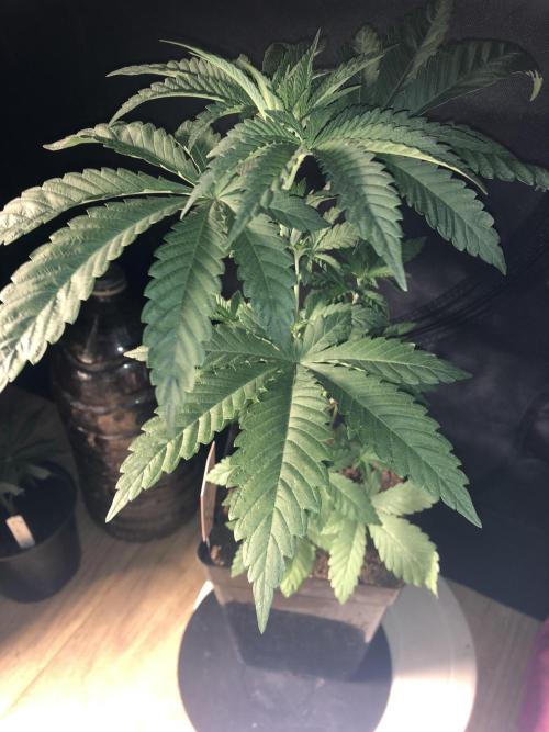 Pink gelato. Week 4