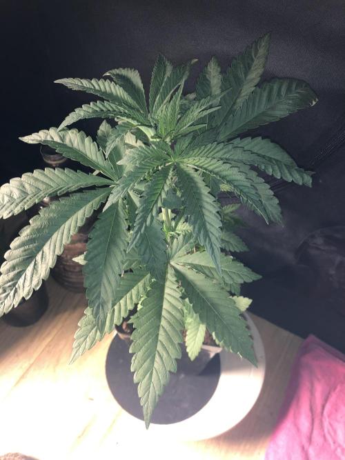 Pink gelato. Week 4