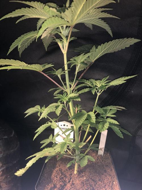 Pink gelato. Week 4