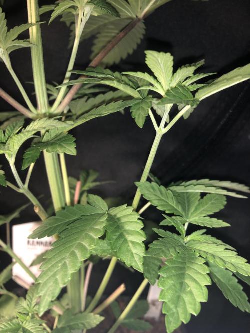 Pink gelato. Week 4