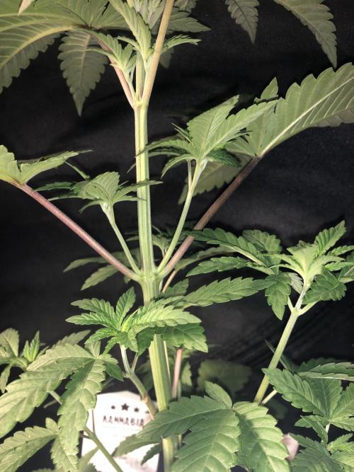 Pink gelato. Week 4