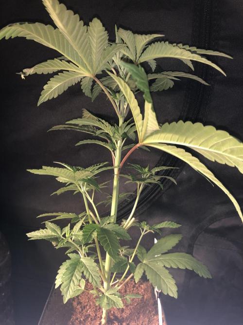 Pink gelato. Week 4