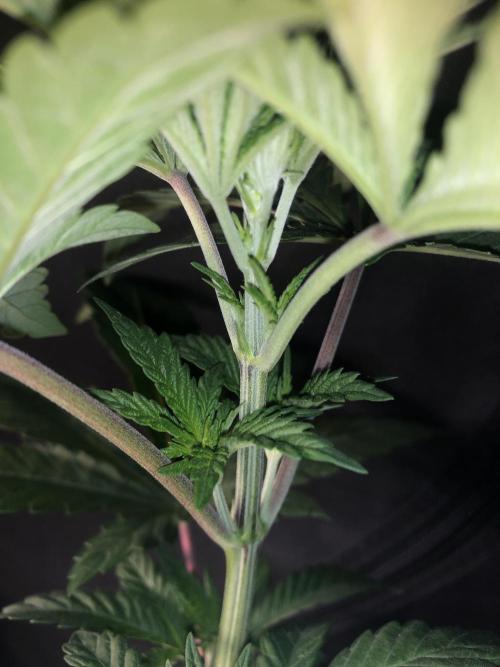 Pink gelato. Week 4