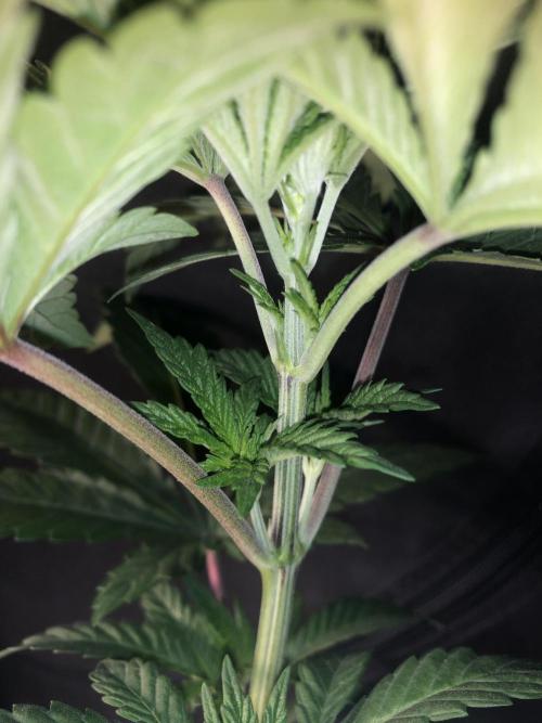 Pink gelato. Week 4