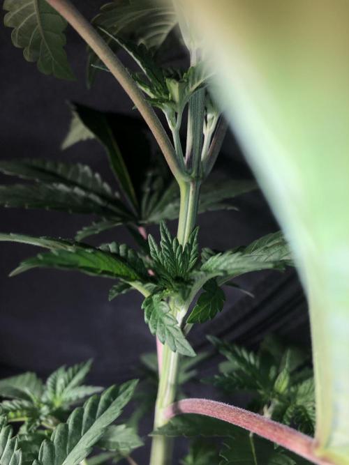Pink gelato. Week 4