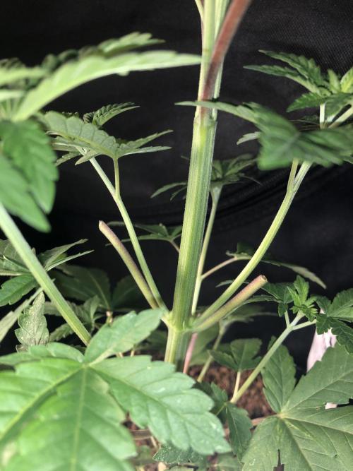 Pink gelato. Week 4