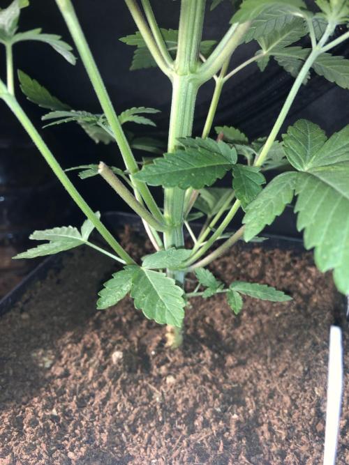 Pink Gelato. Week 4