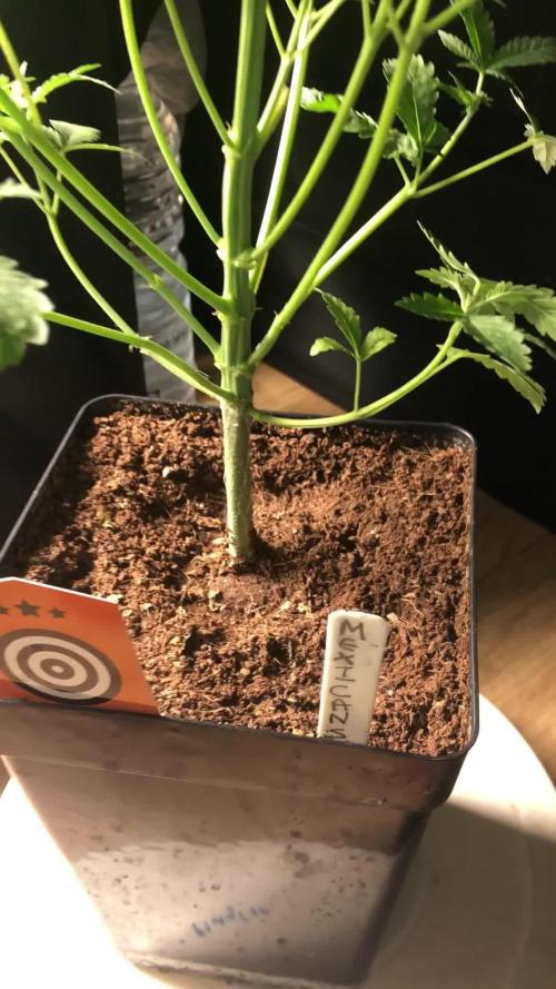 Mexican Sativa