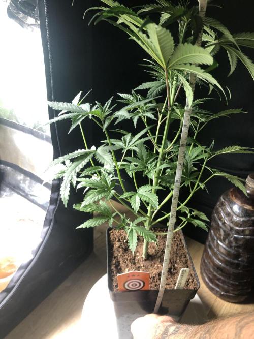 Mexican Sativa. Week 7