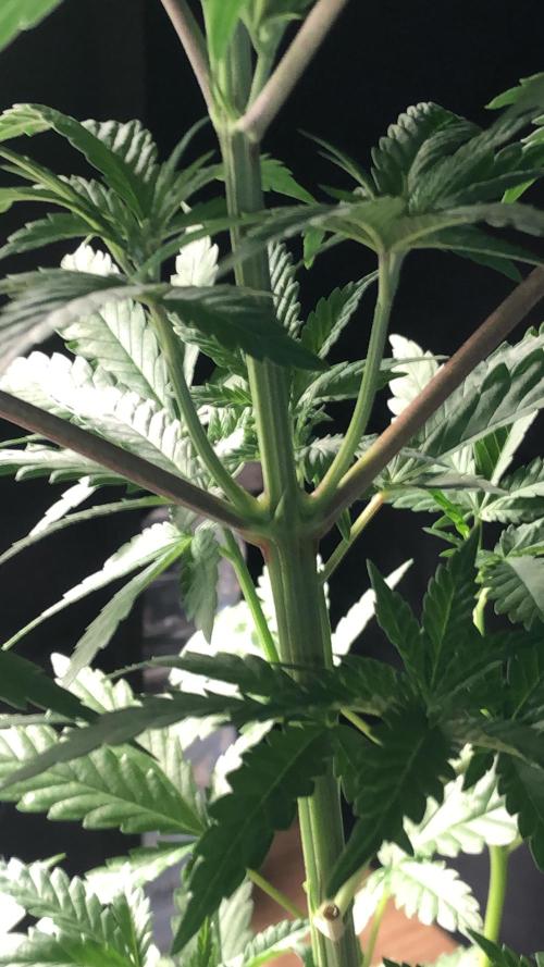 Mexican Sativa. Week 7