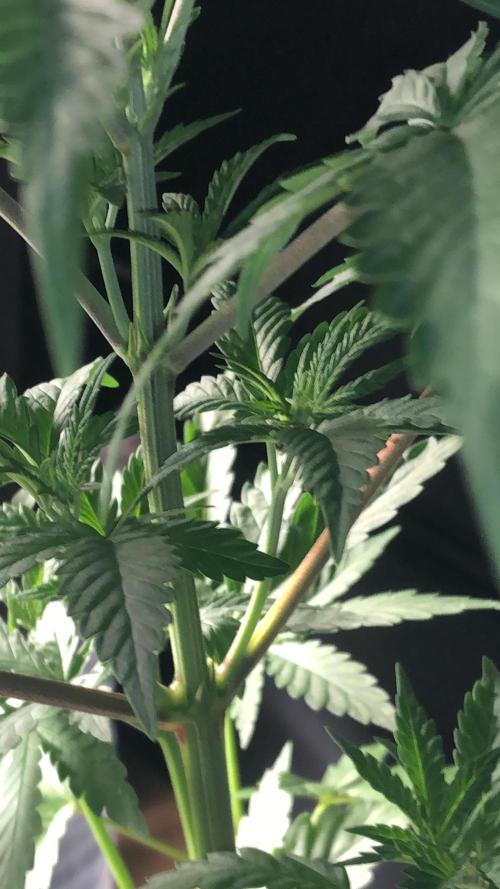 Mexican Sativa. Week 7
