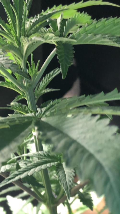 Mexican Sativa. Week 7