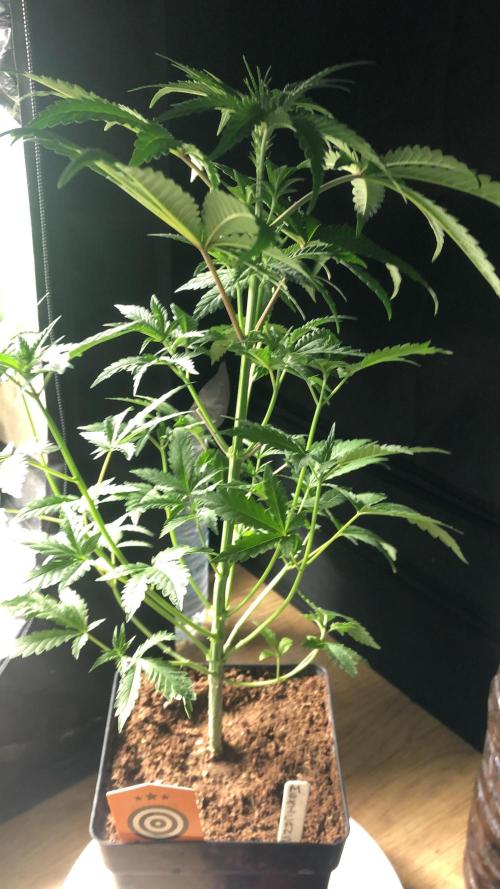 Mexican Sativa. Week 7