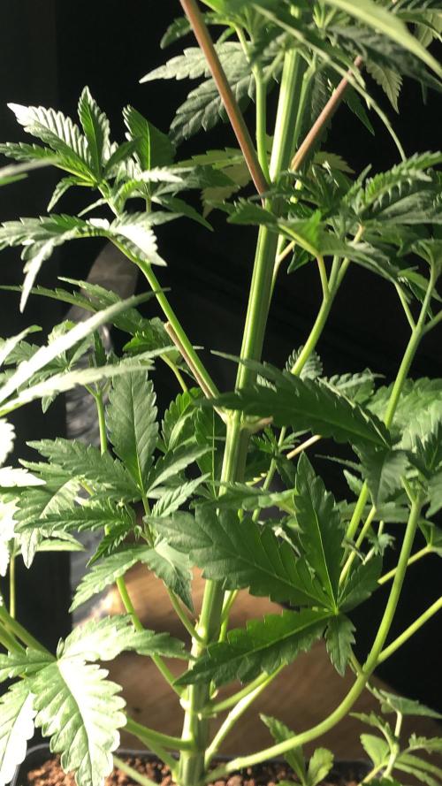 Mexican Sativa. Week 7