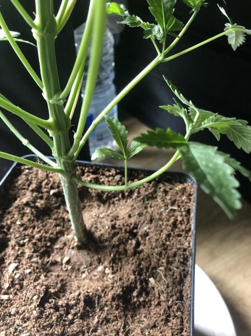 Mexican Sativa. Week 7