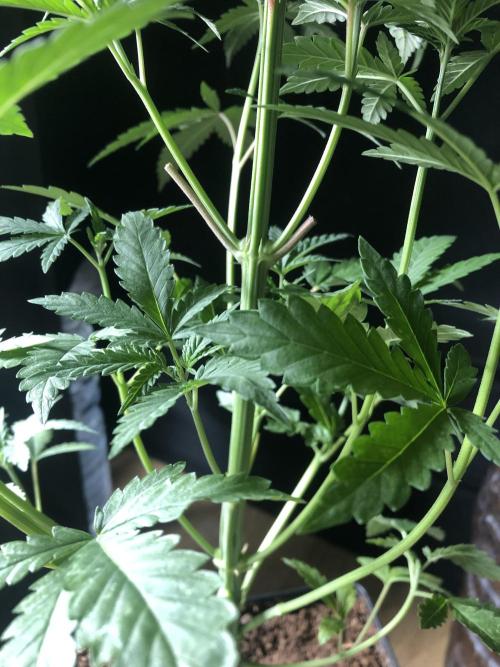 Mexican Sativa. Week 7