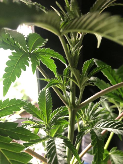 Mexican Sativa. Week 7