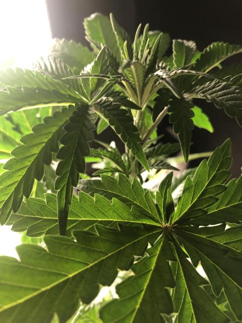 Mexican Sativa. Week 7