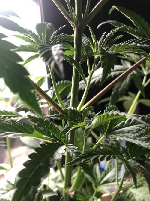 Mexican Sativa . Week 7