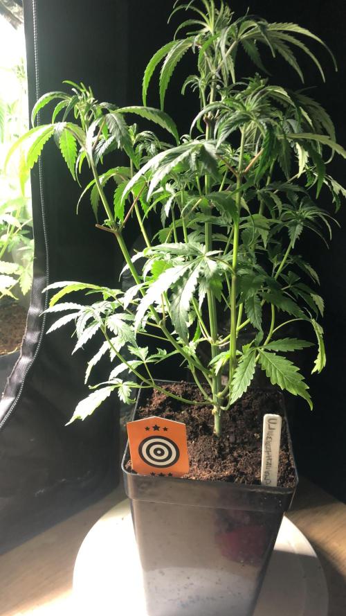 Clementine slush. Week 7