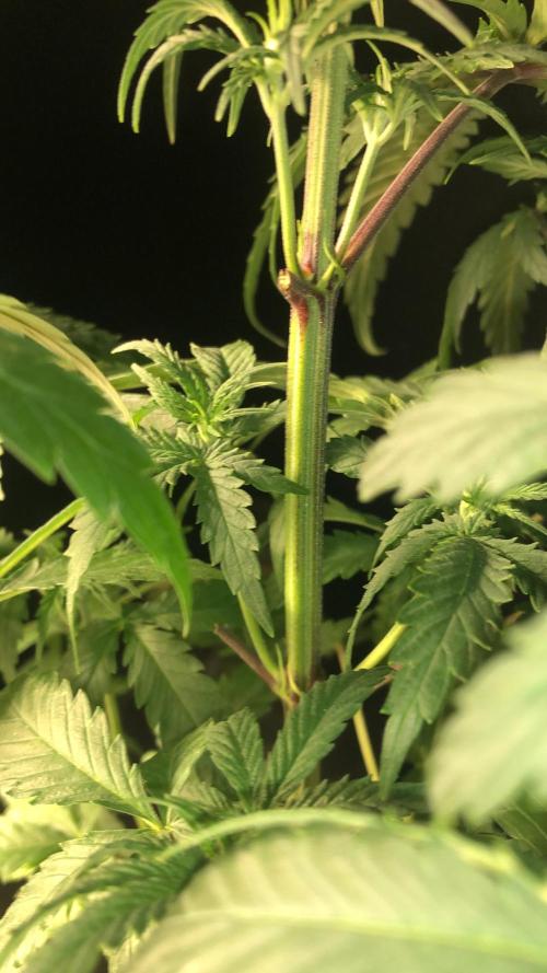 Clementine slush. Week 7