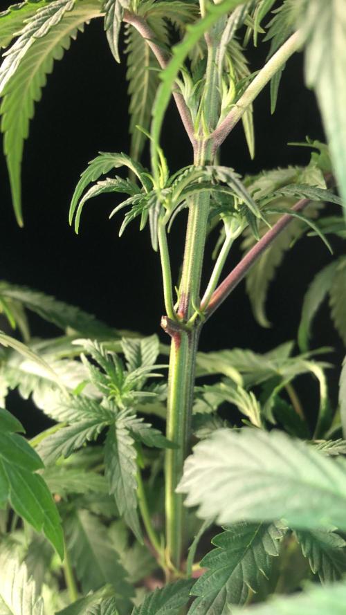 Clementine slush. Week 7
