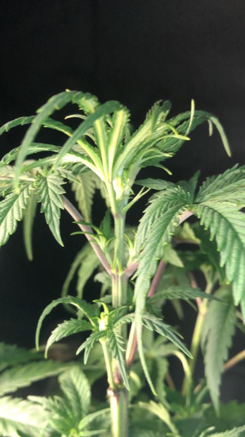 Clementine slush. Week 7