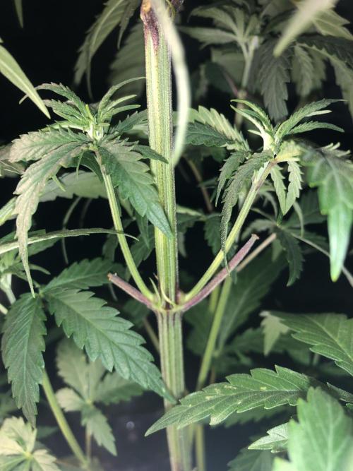 Clementine slush. Week 7