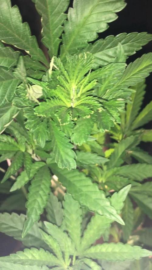 Pink gelato