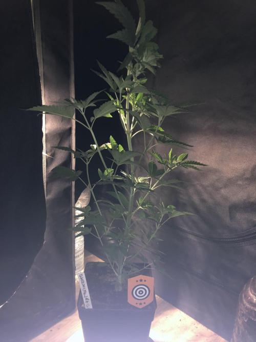 Pink gelato. Week 5