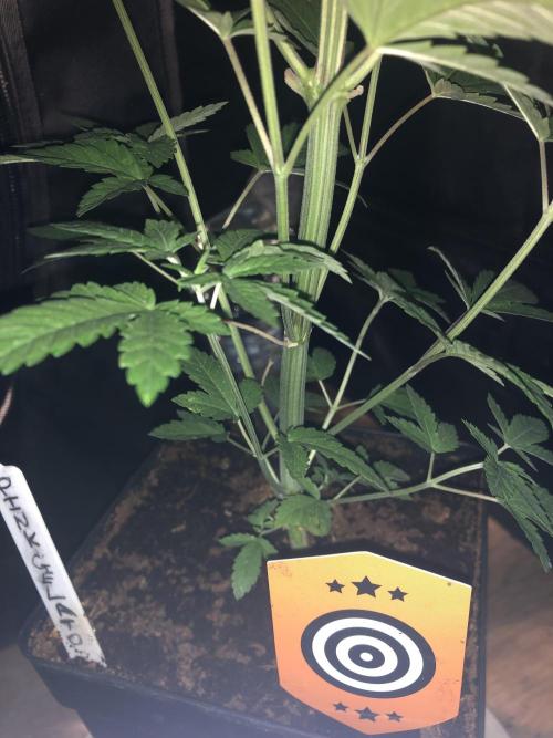 Pink gelato. Week 5