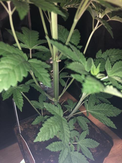 Pink gelato. Week 5
