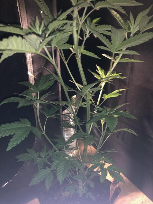 Pink gelato. Week 5