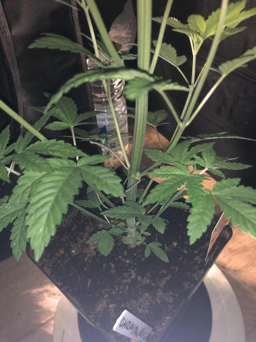 Pink gelato. Week 5