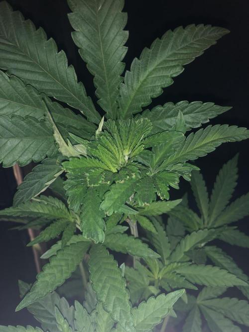 Pink gelato. Week 5