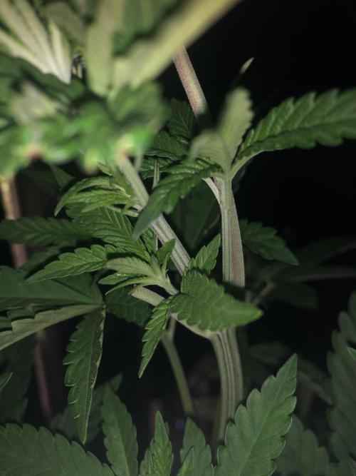 Pink gelato. Week 5