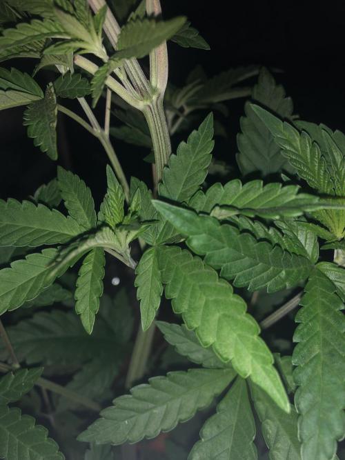 Pink gelato. Week 5
