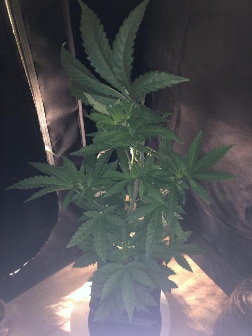 Pink gelato. Week 5