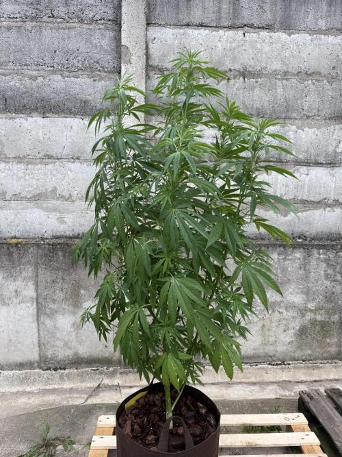 Grow Report Frisian Dew. Week 12 - Dutch Passion Frisian Dew
Week 12 , Outdoor