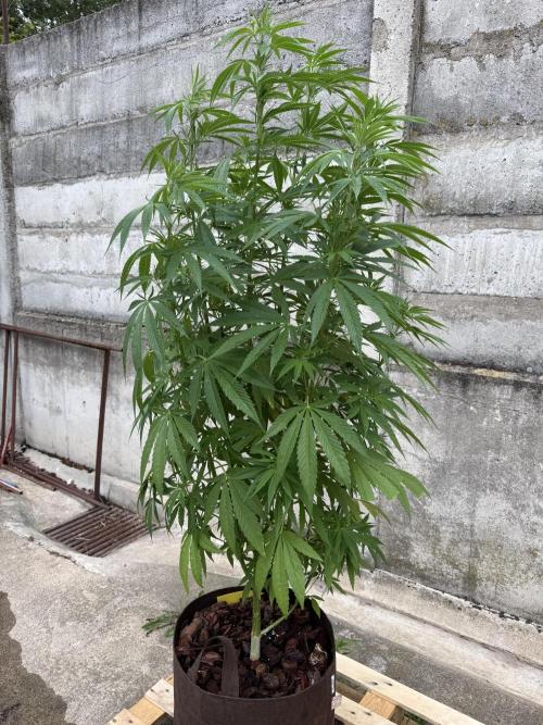 Grow Report Frisian Dew. Week 12 - Dutch Passion Frisian Dew
Week 12 , Outdoor