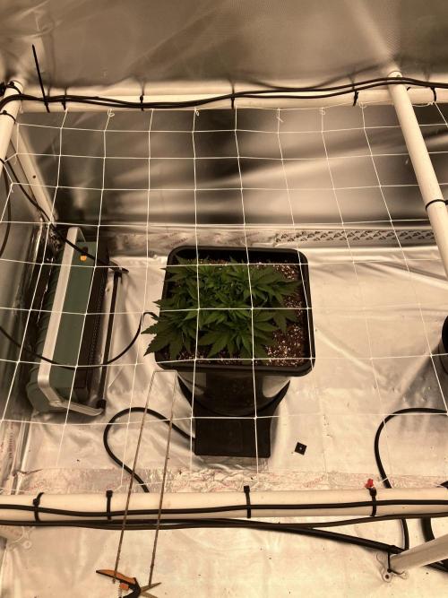 Orange Creampop. Week 4