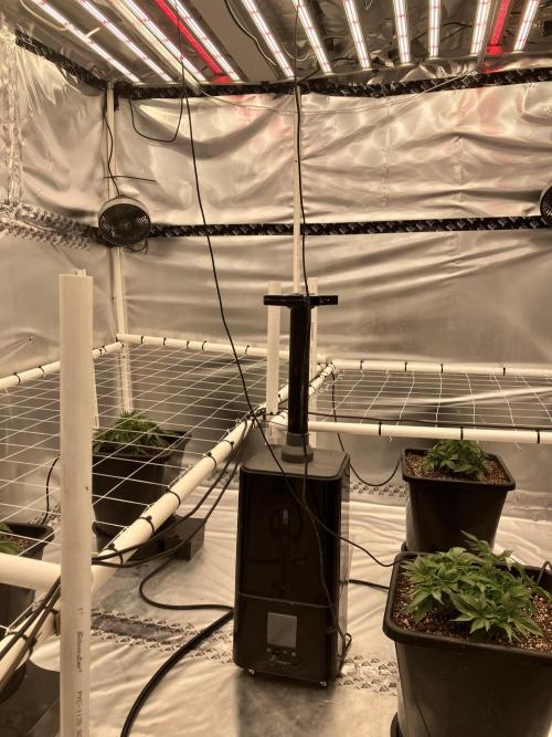 Orange Creampop. Week 4