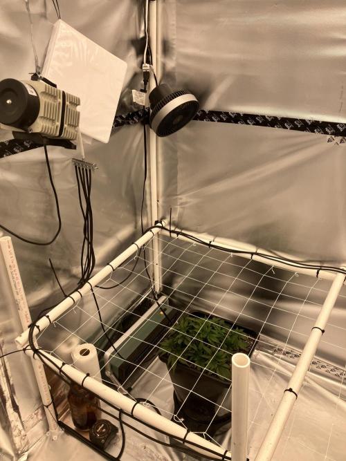 Orange Creampop. Week 4